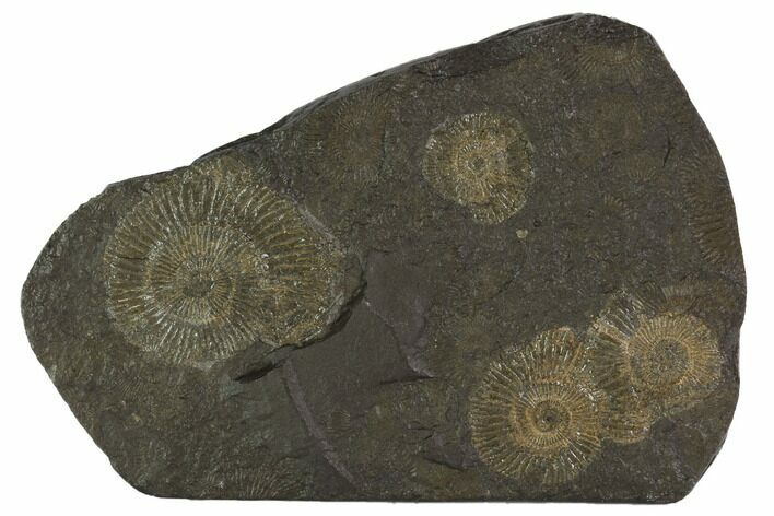 Dactylioceras Ammonite Cluster - Posidonia Shale, Germany #100256